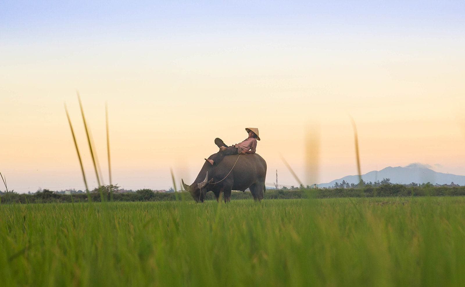 a man relaxing on the back of a water buffalo at sunset