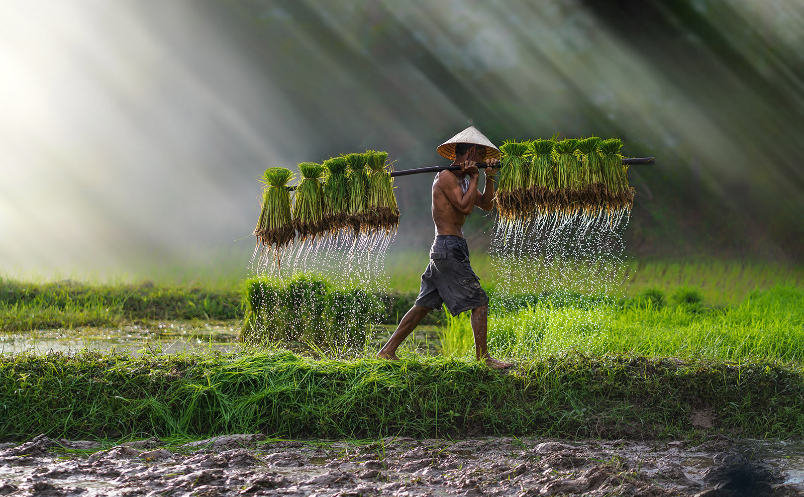 farmer carrying rice seedlings in a paddy field