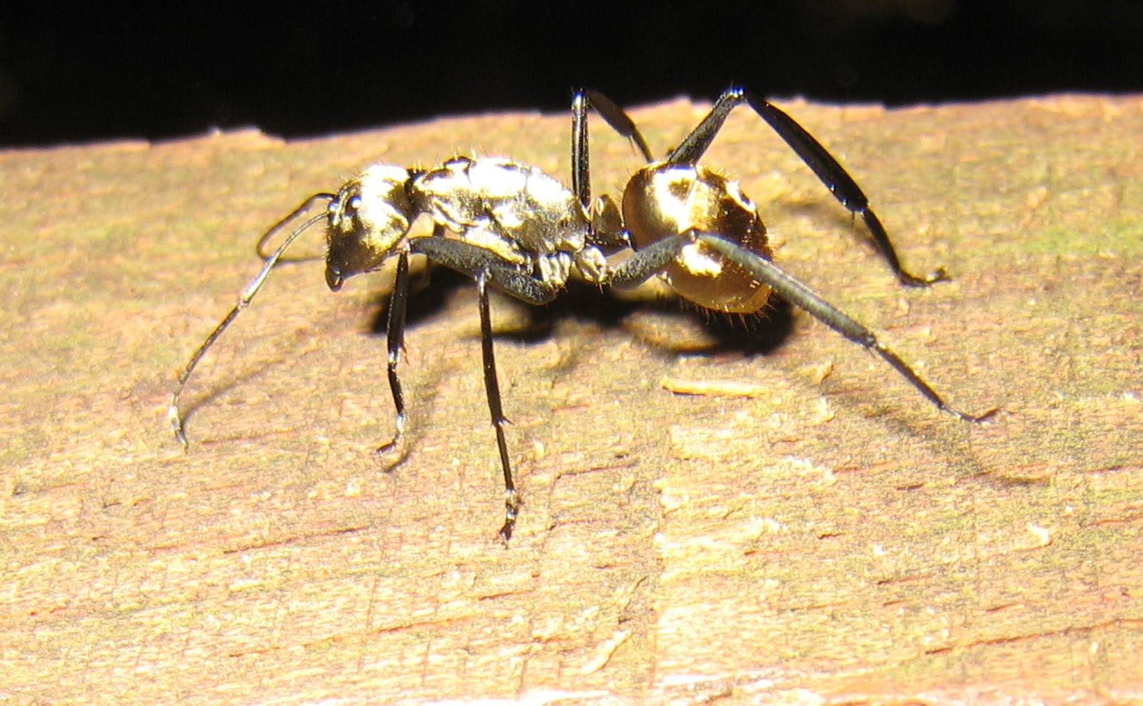 a shiny gold carpenter ant on a log