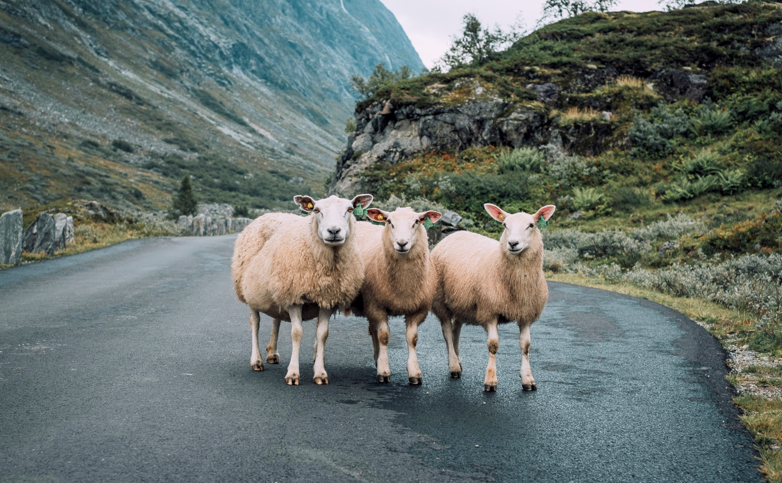 three sheep standing posing together on a rural road in norway