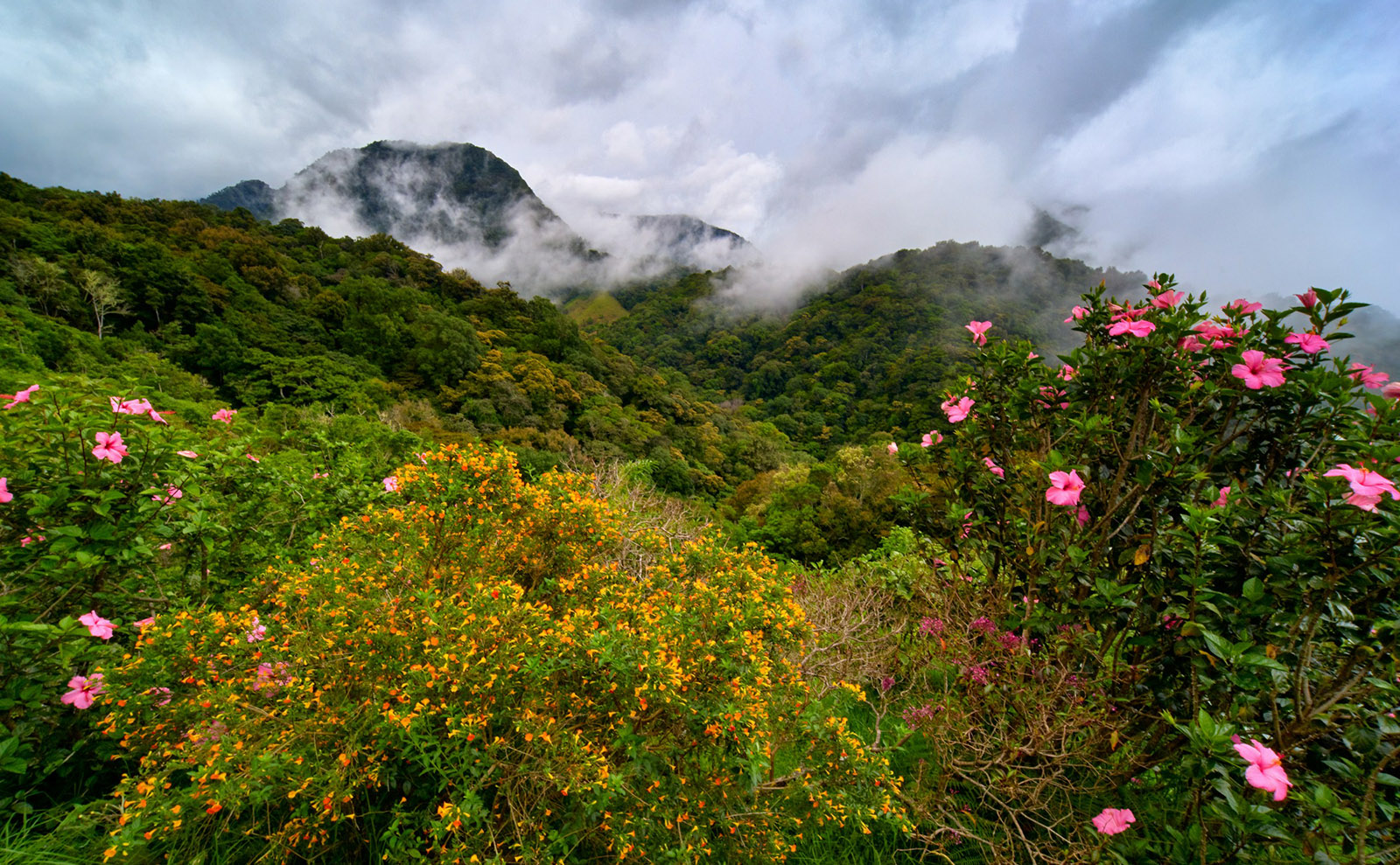 mountain shrouded in mist in the background with yellow and pink flowers in the foreground