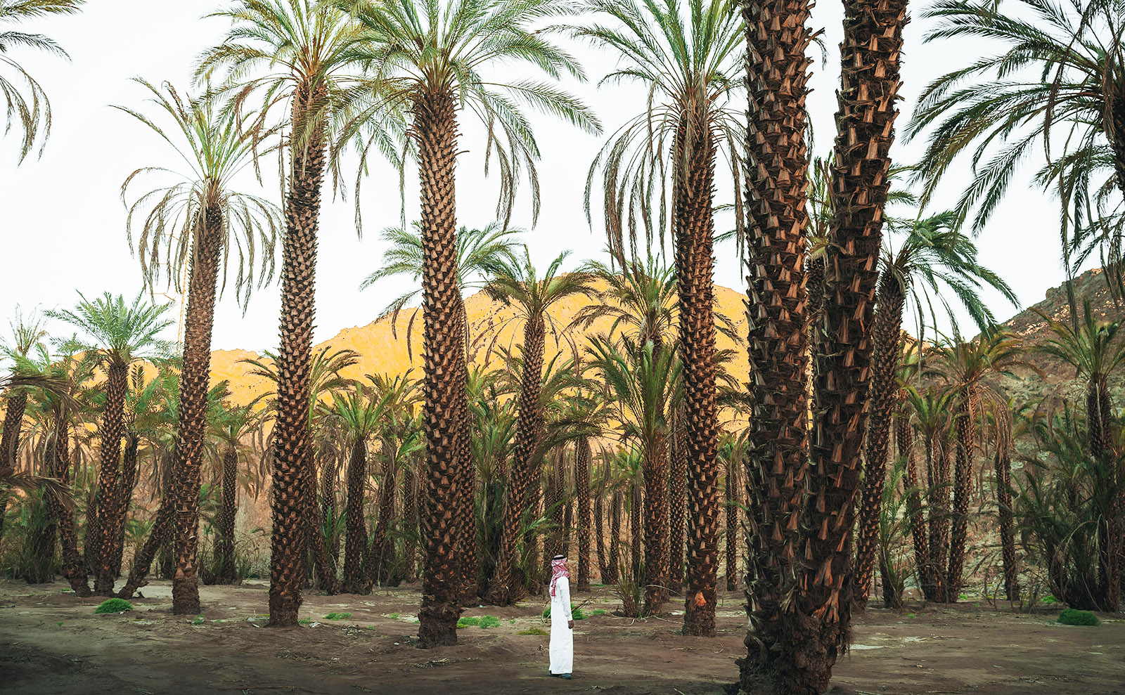 man in white standing in a grove of very tall palm trees