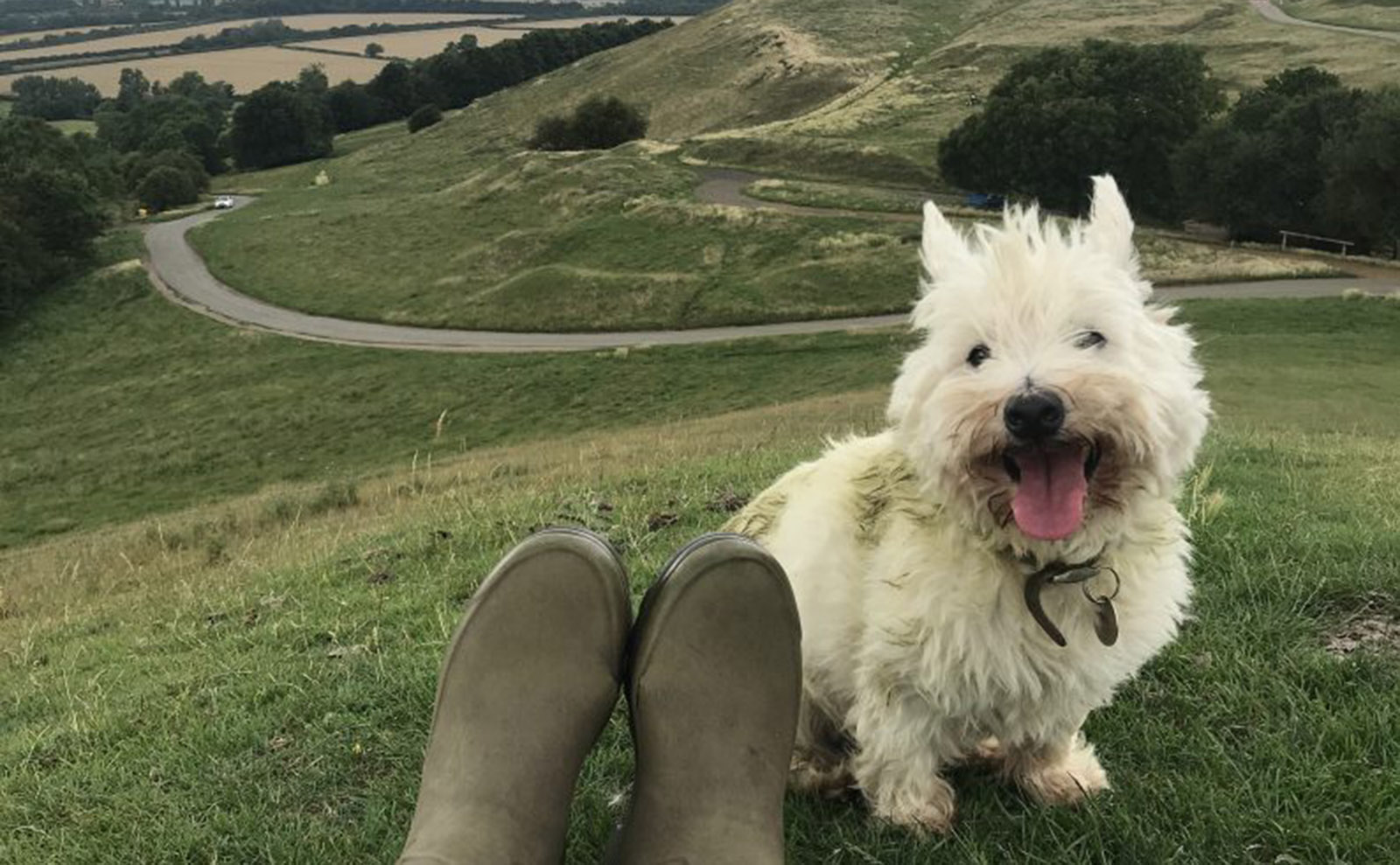 white westminster terrier on the moors