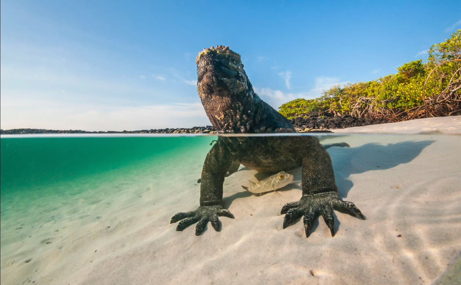  iguana in the water in galapagos