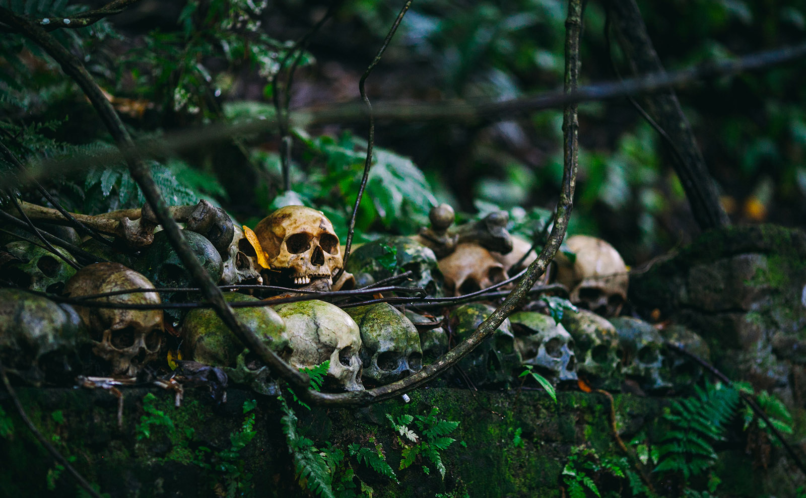 human skulls stacked among jungle vines
