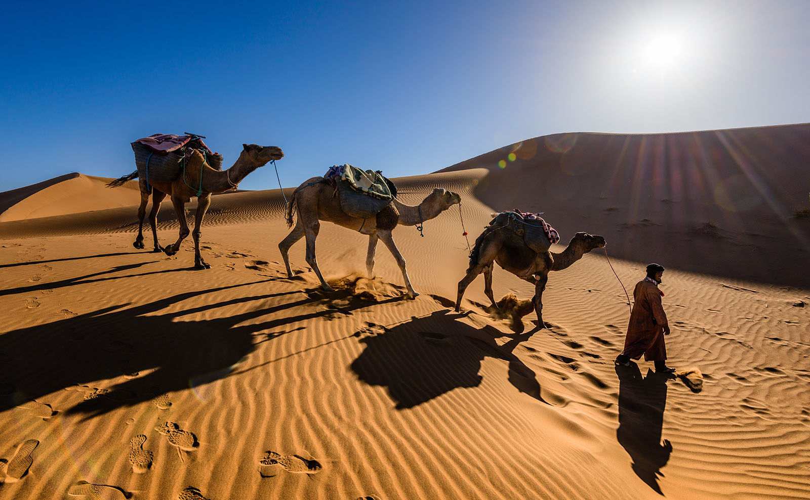 camels walking across the sahara desert