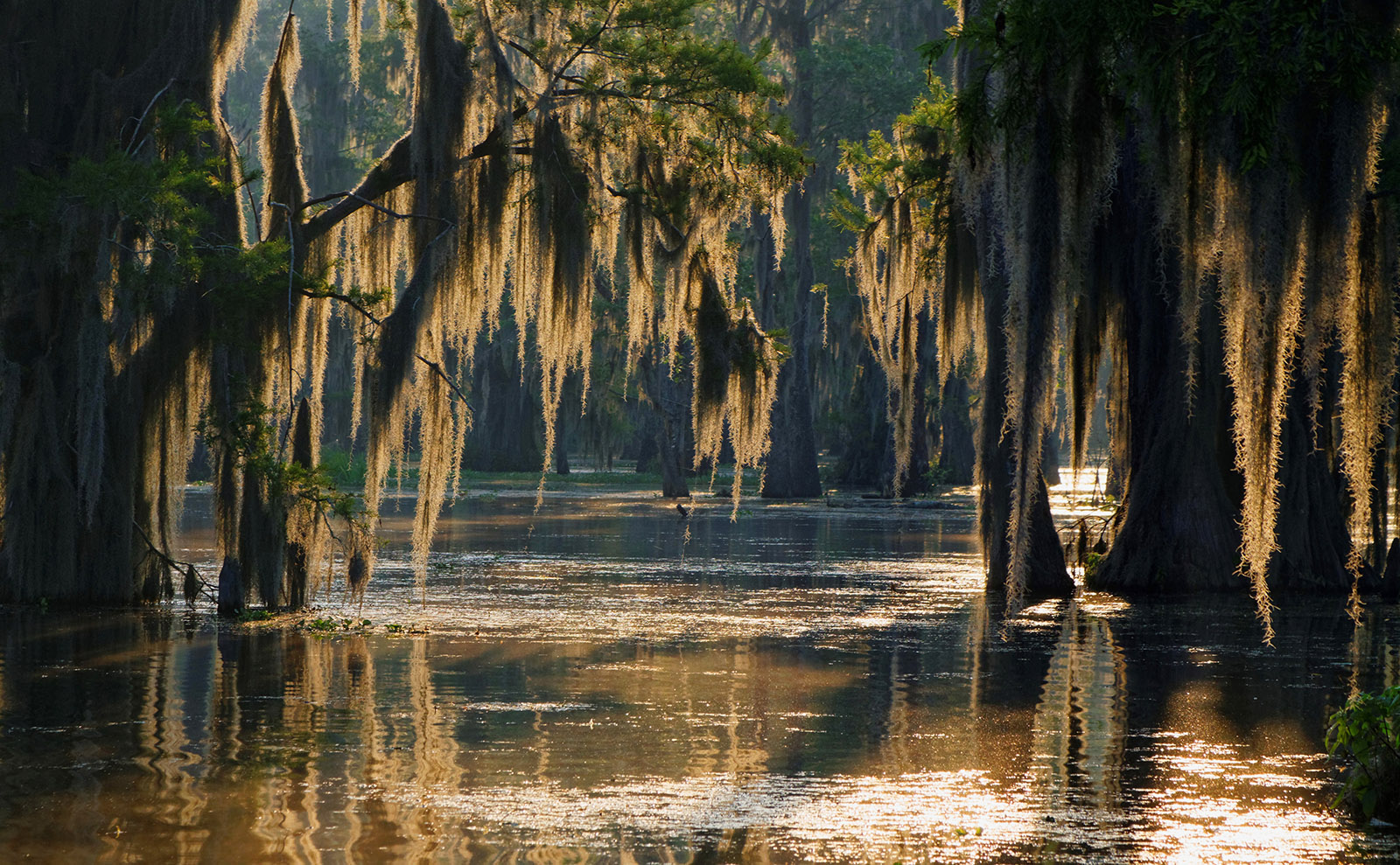 brown trees drooping over the waters of the bayou