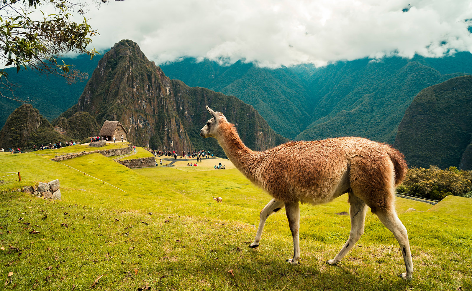 llama walking in the mountain above machu picchu