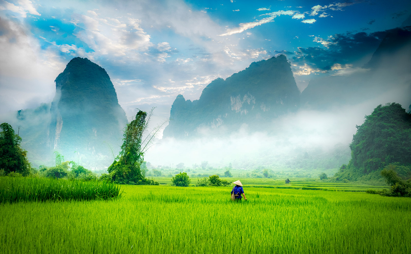 green rice field in vietnam