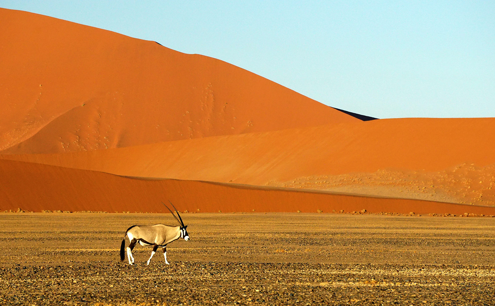 bright blue sky and bright red-orange sand with an antelope walking across the desert