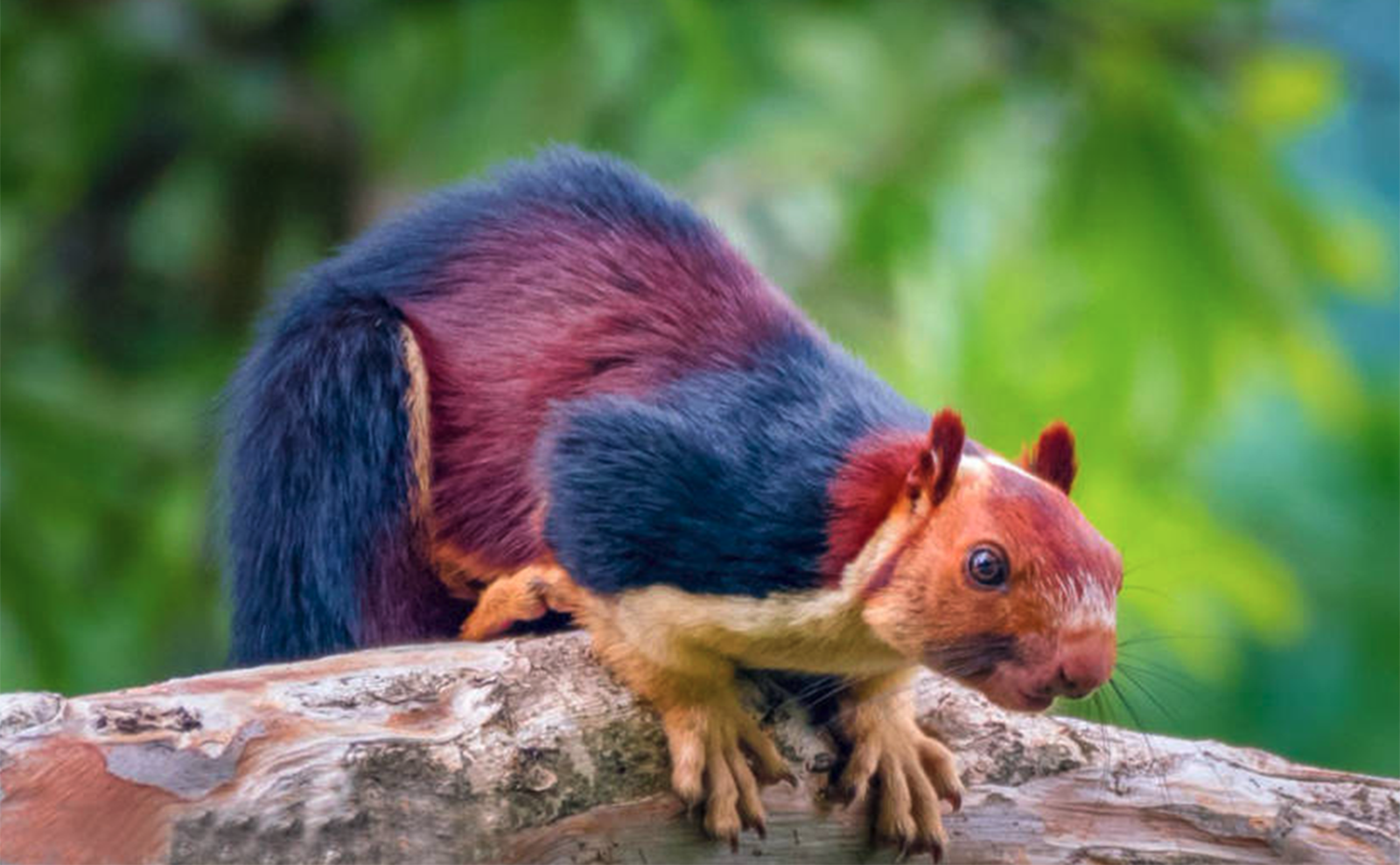 large squirrel on a tree with red, purple, and blue fur