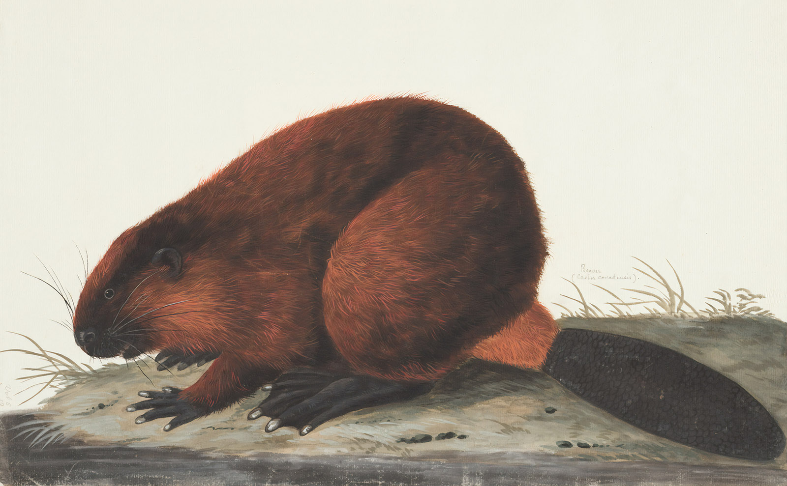 Proper British Beavers and Two New Books — 17 November 2023