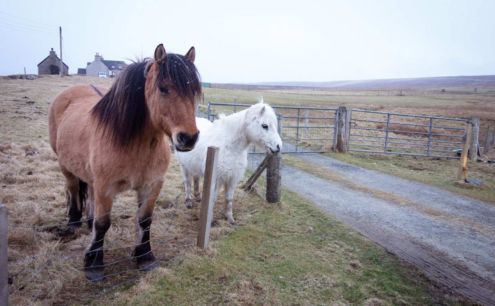 Best of Shetland Islands & Two New Books — 24 March 2023