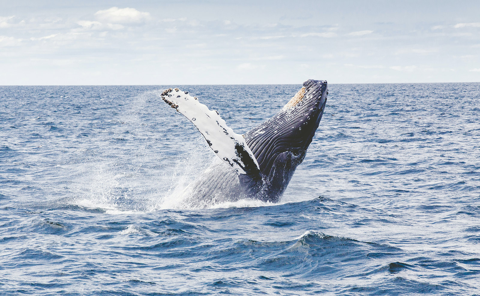 Transcript / LoLT: The Hermanus Whale Festival and Two New Books — 22 September 2023