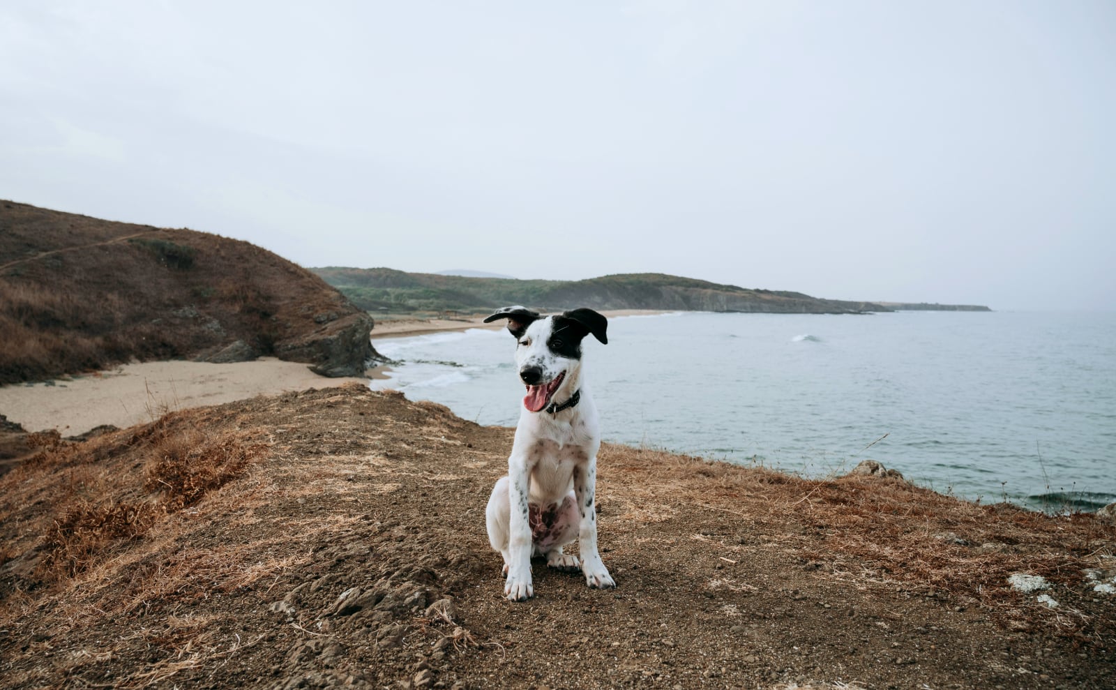 black and white dog with very floppy ears sitting on a hilltop overlooking the sea