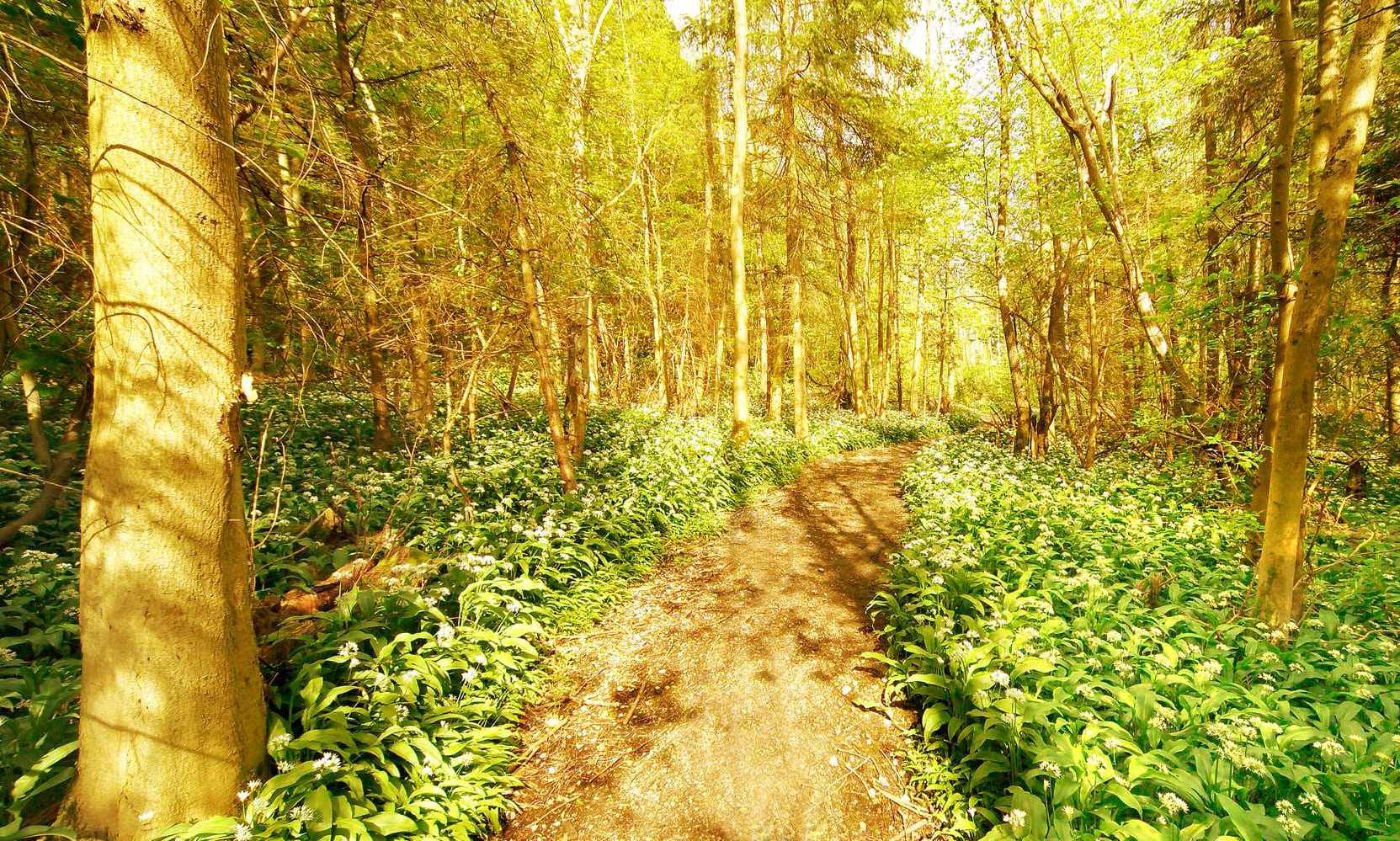 sun-dappled trees and a walking trail through the forest