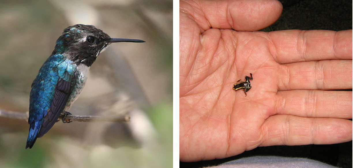 the bee hummingbird and the monte iberia frog