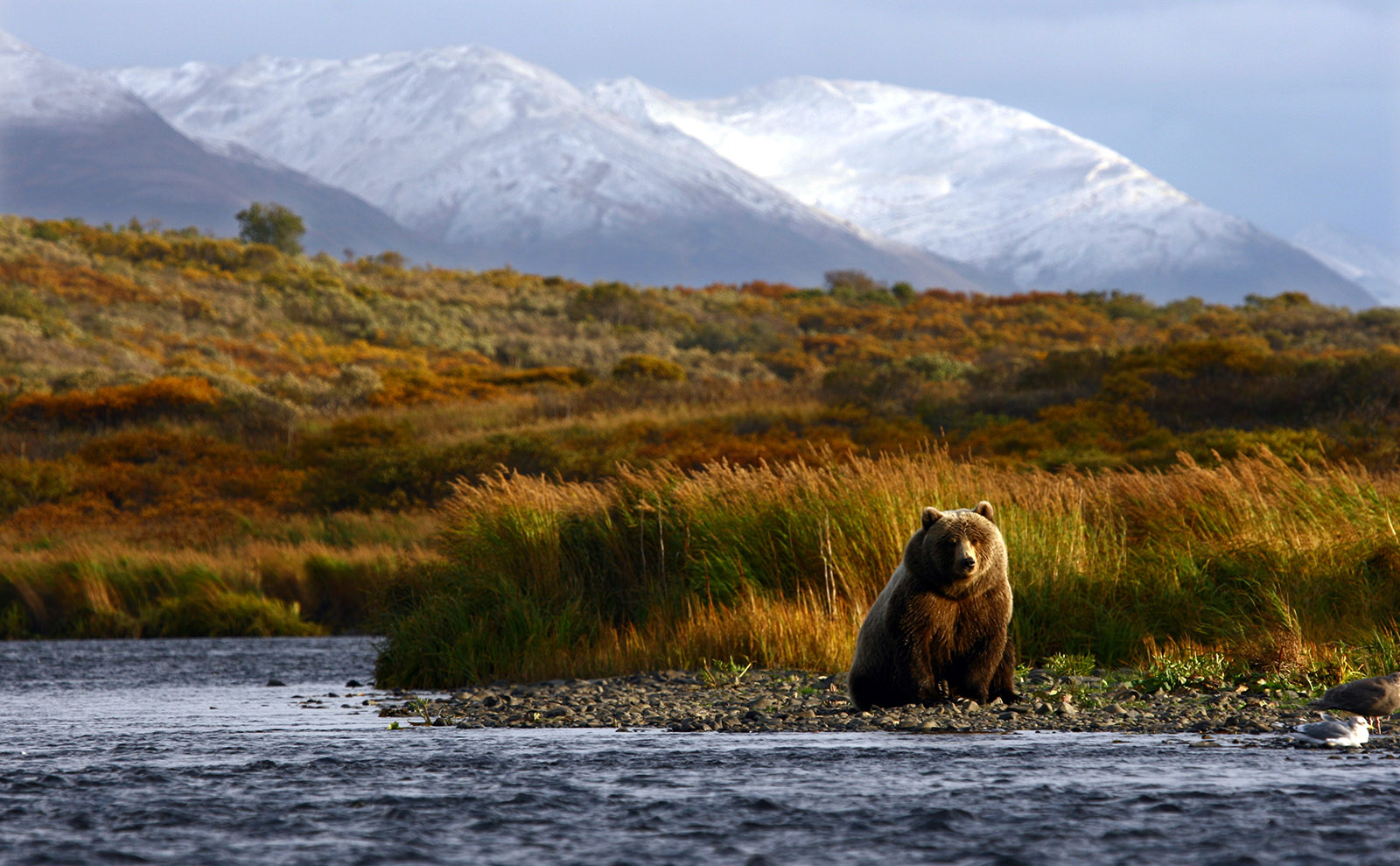 brown bear sitting in the alaska wilderness
