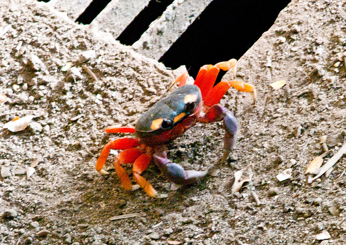 purple, orange, and black halloween crab on the beach