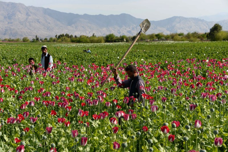 poppy field in afghanistan