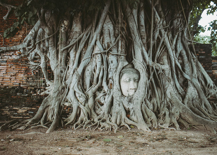 a sandstone buddha head wrapped in the roots of a banyan tree in wat mahathat thailand