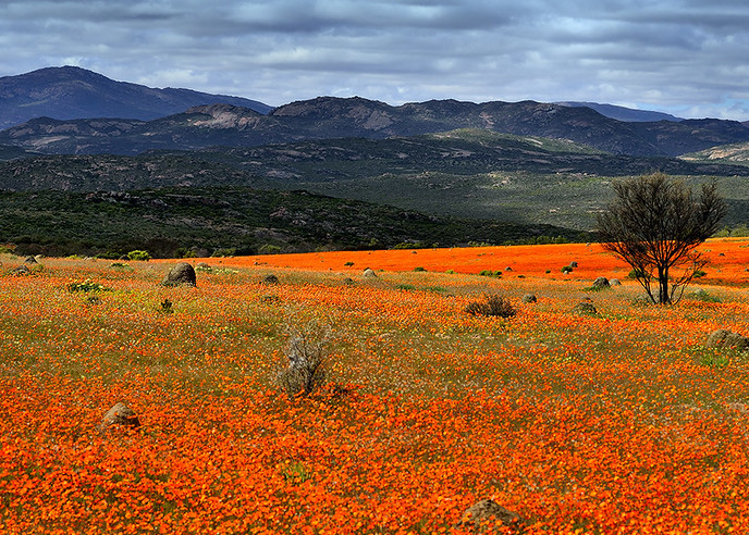a field of orange flowers with dark mountains in the background