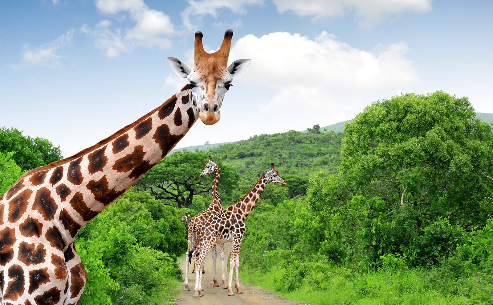 giraffe surrounded by trees looking into the camera with two other giraffes in the background