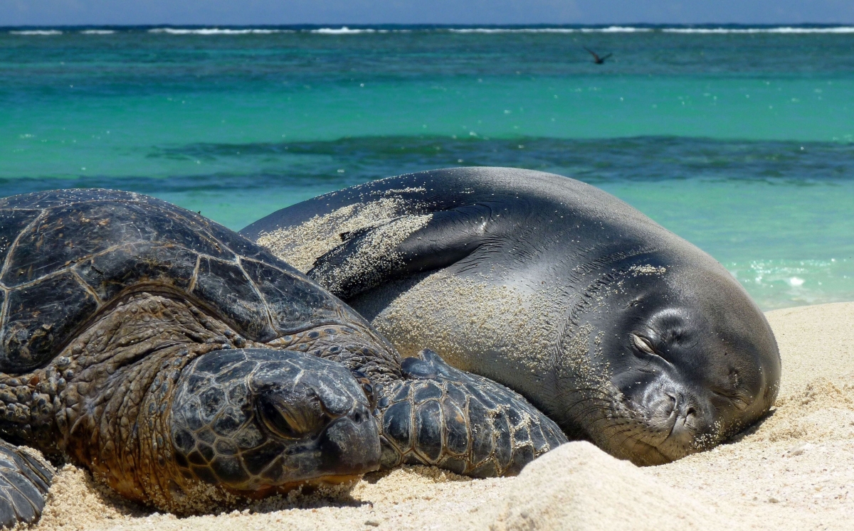 hawaiian green sea turtle sleeping snuggled up to a hawaiian monk seal on a sand beach