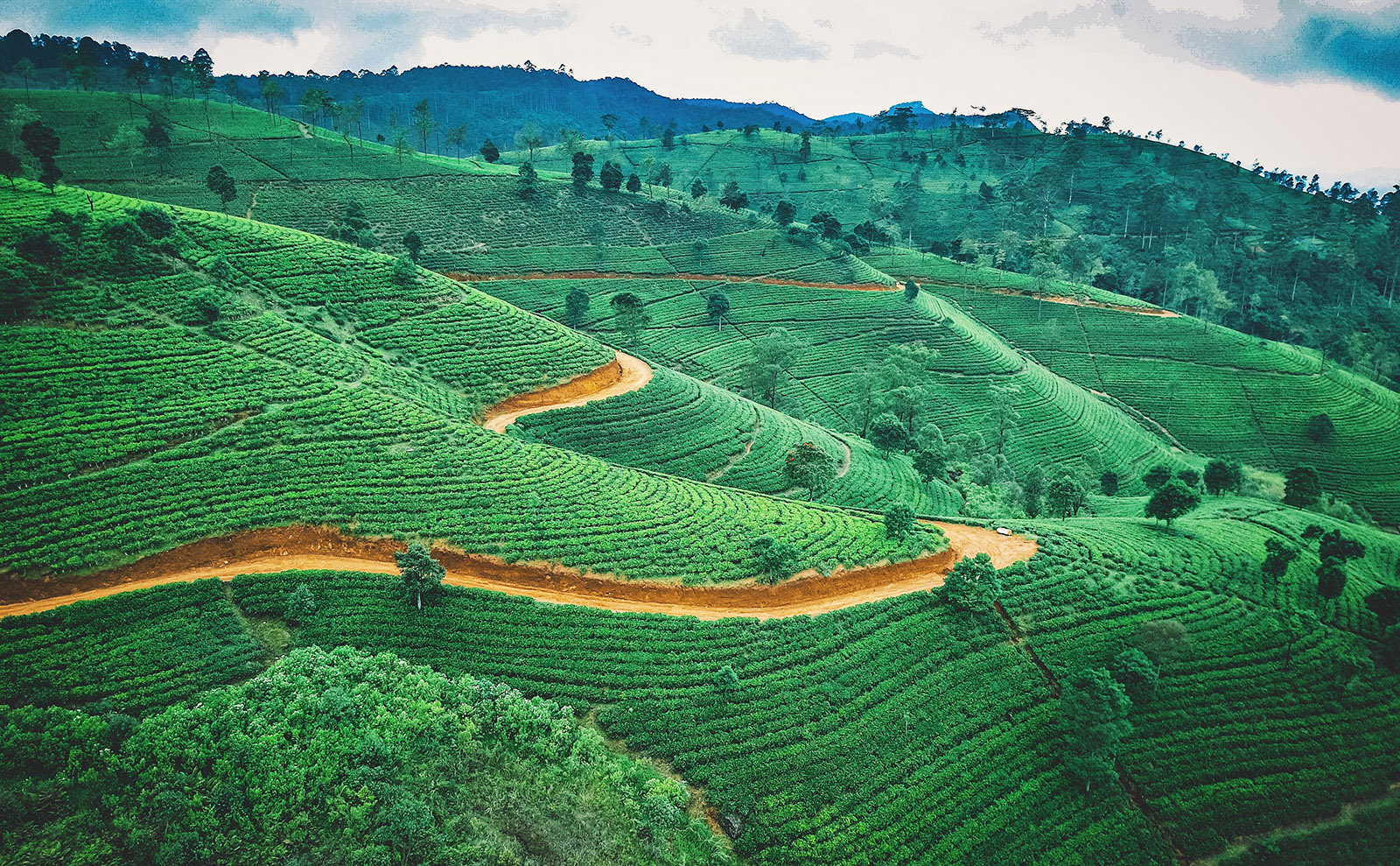 green tea plants on a plantation covering a hill