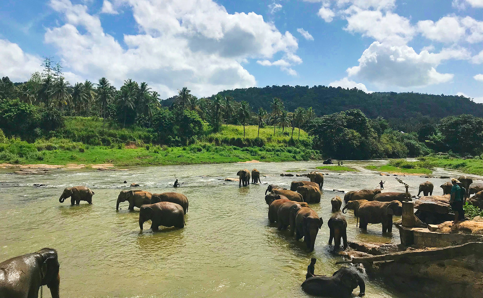 a large group of elephants bathing in a body of water surrounded by green grass
