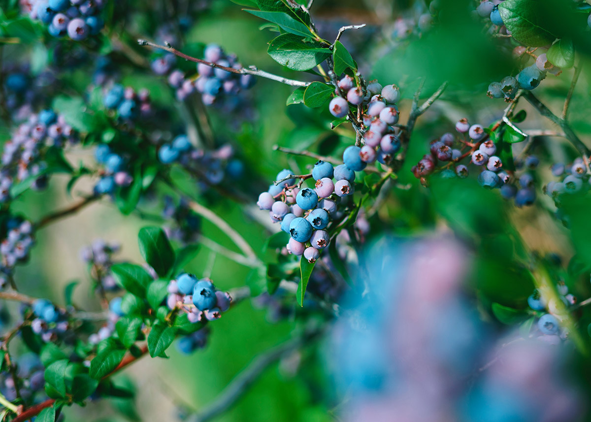 blueberries growing on a green bush