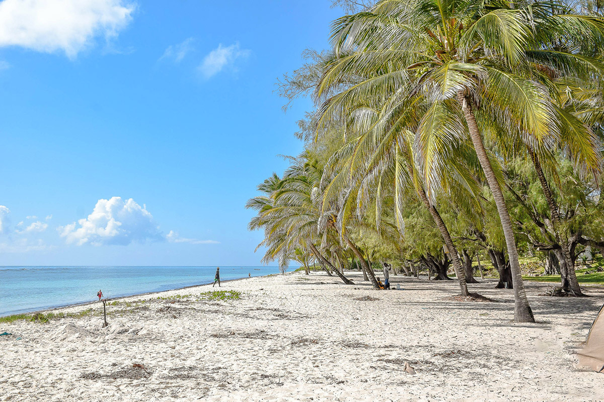 white sand beach lined with palm trees and bright blue water