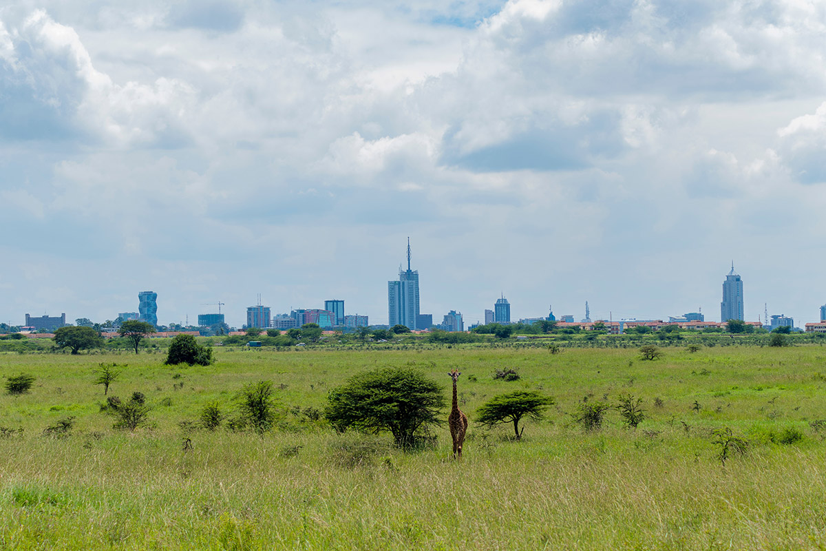 nairobi skyline with a giraffe in the foreground