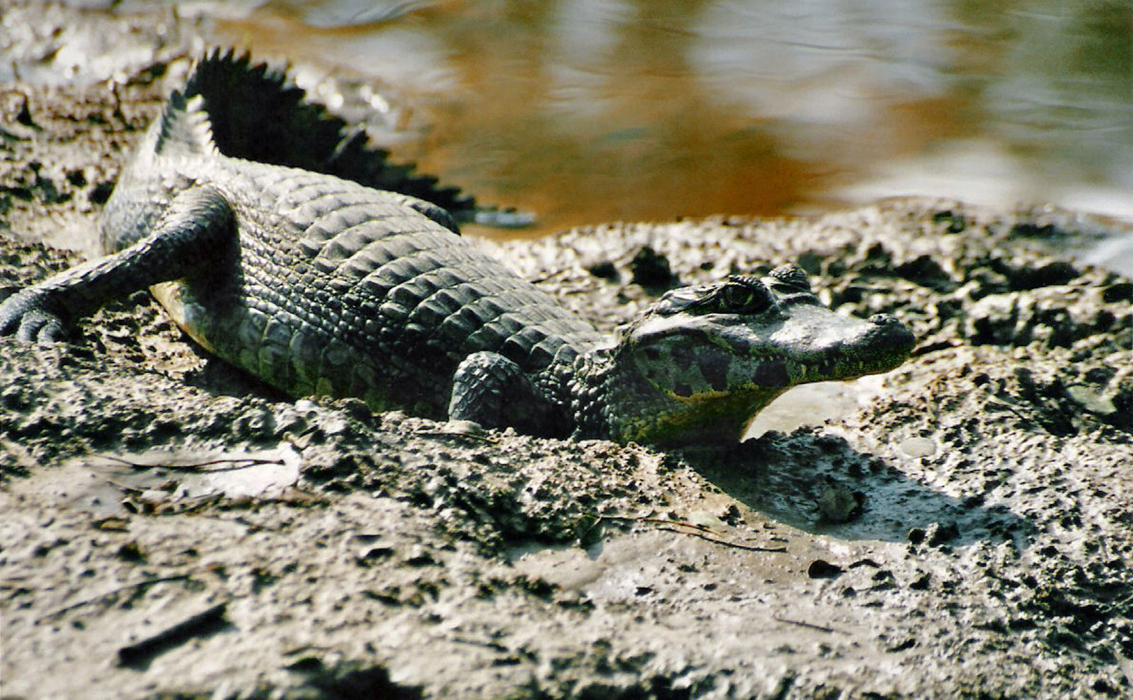 a caiman on the shore