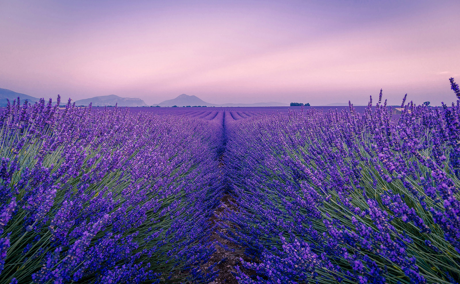 vast field of purple lavender plants under a blue sky