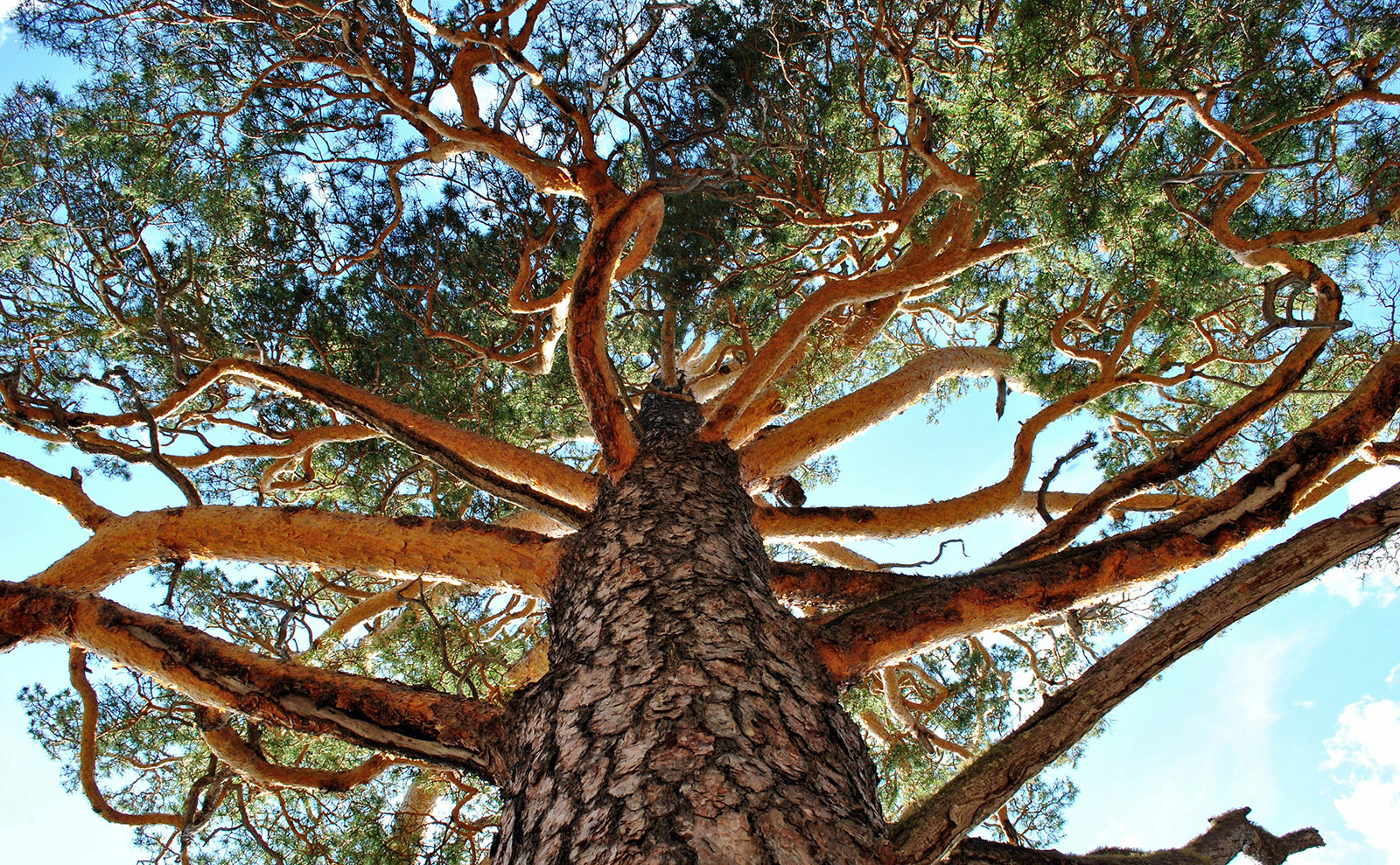 looking up at a blue sky through the branches of a beautiful tree