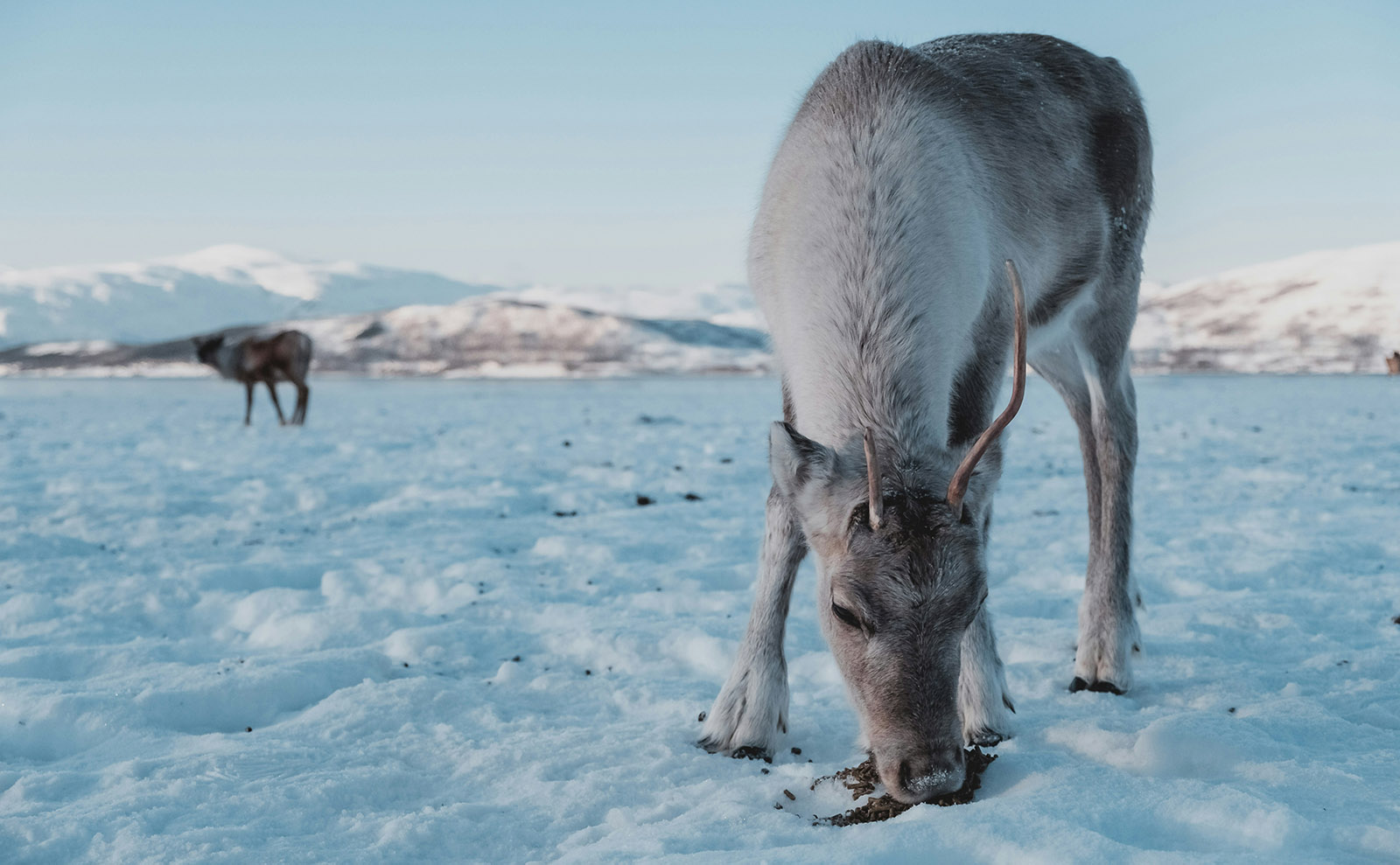 reindeer standing in the snow in norway