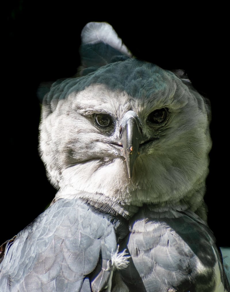 large gray and white eagle