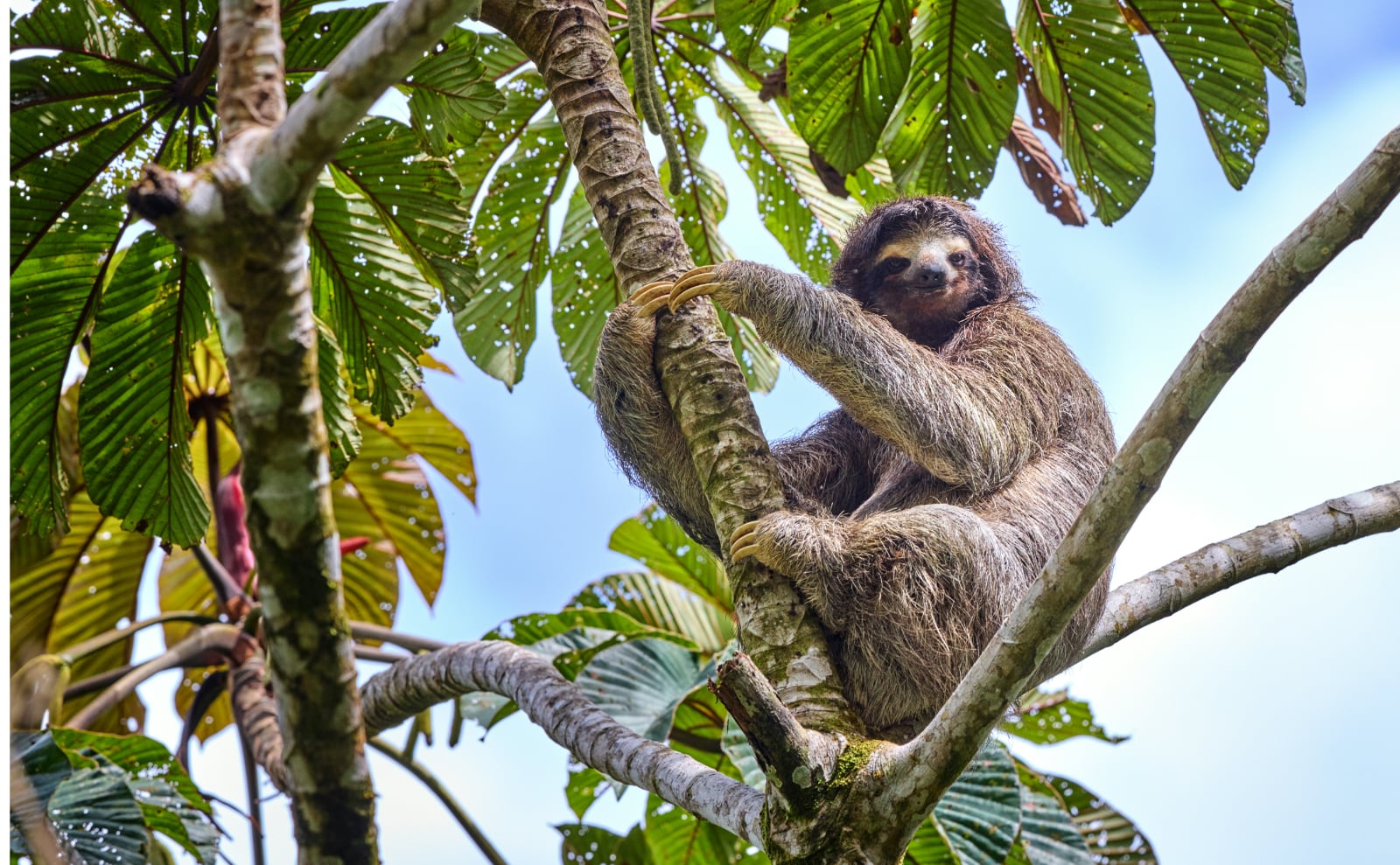 a brown sloth sitting in a palm tree