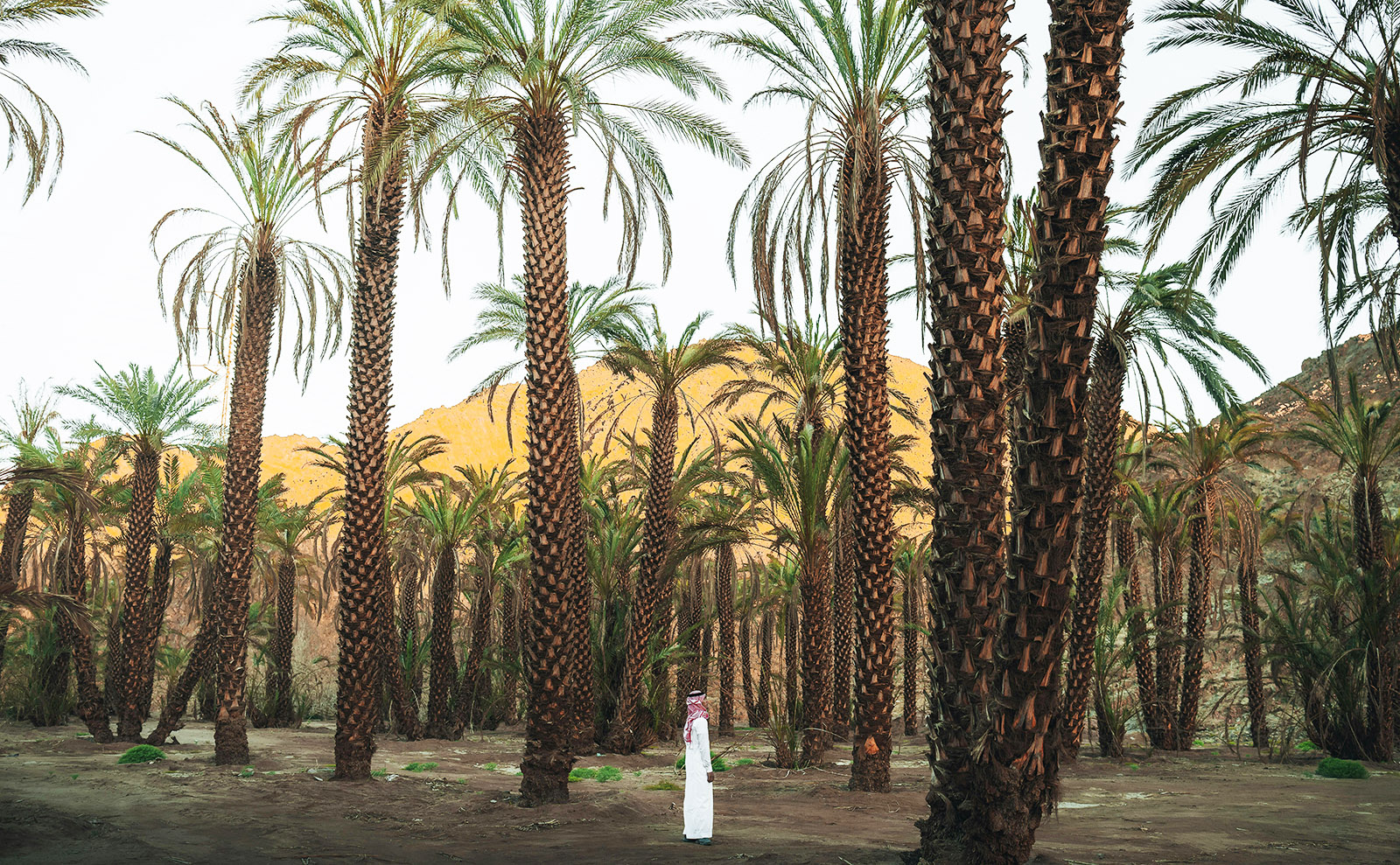 grove of date palm trees with mountains in the background