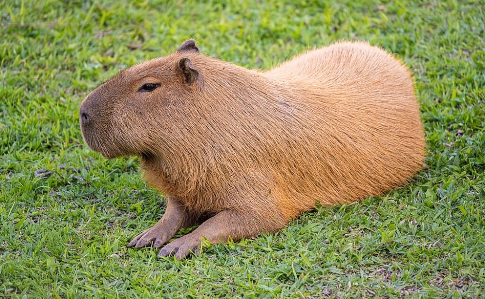 a capybara sitting on the grass