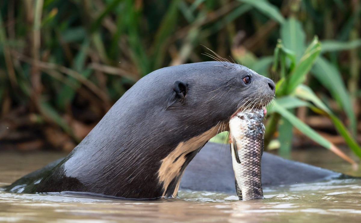 a giant otter in the water with a fish in its mouth