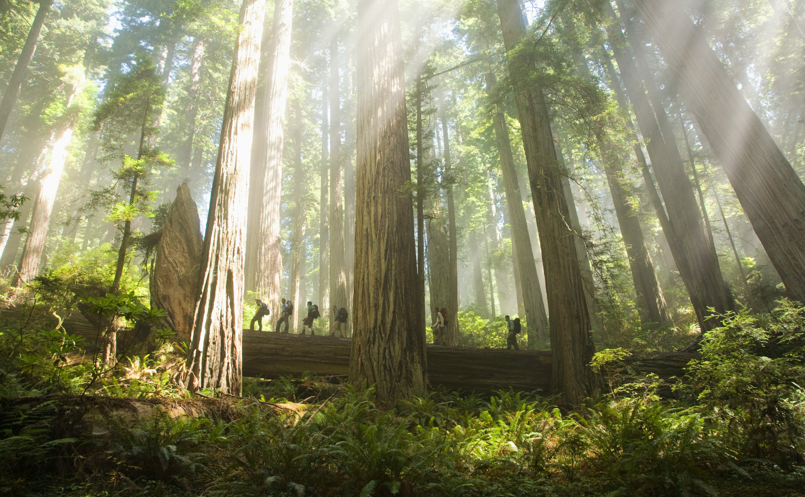 a group of people walking among enormous sequoia trees in the forest