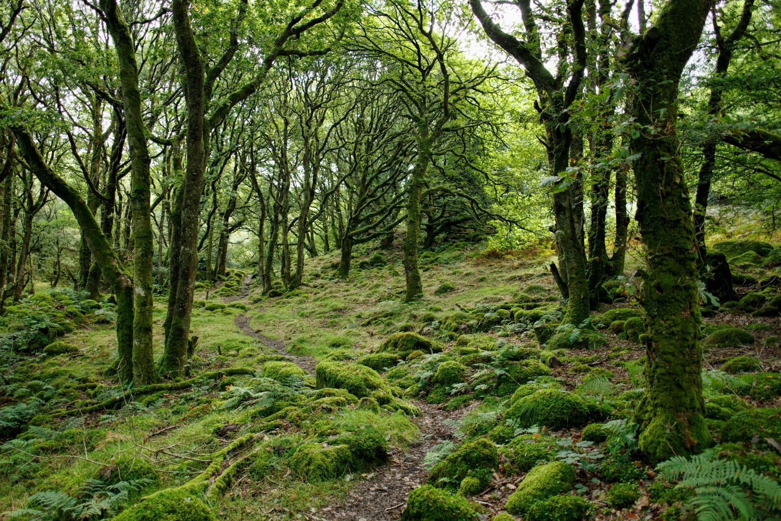 forest path lined with trees covered in moss