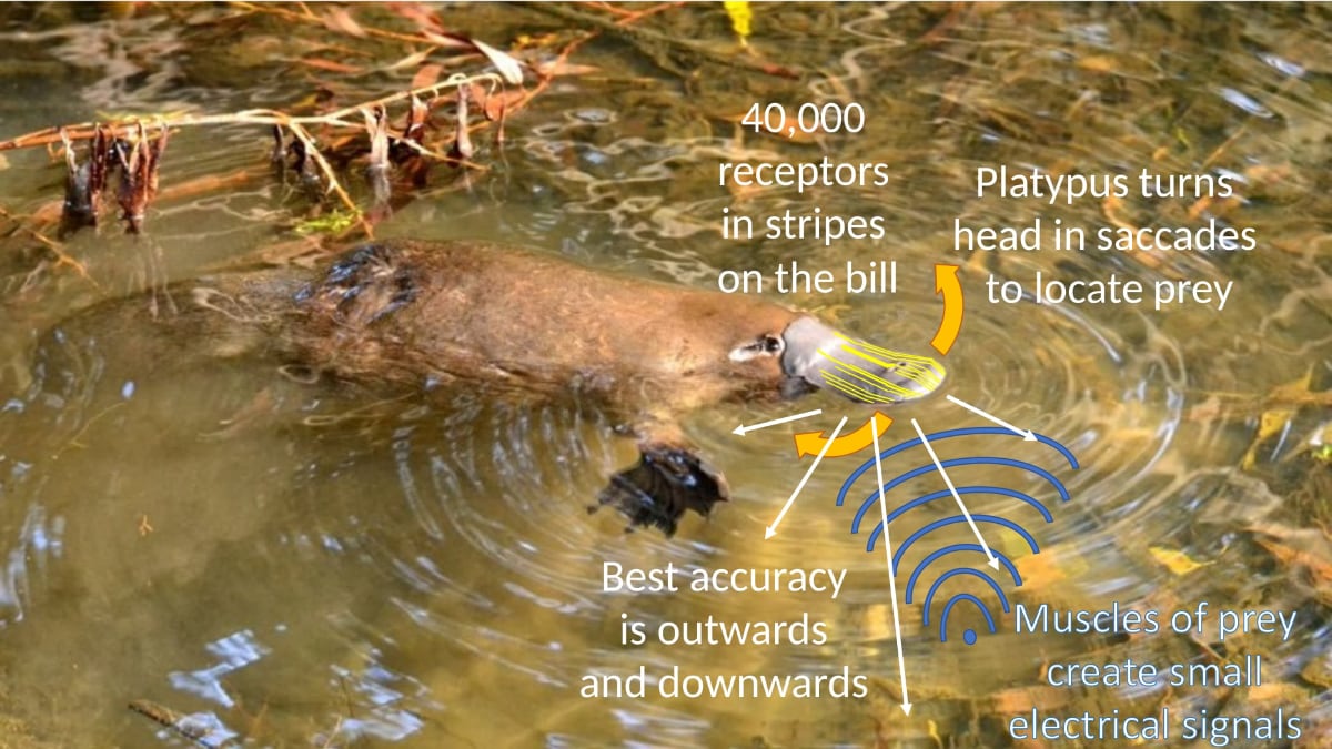platypus swimming in the water