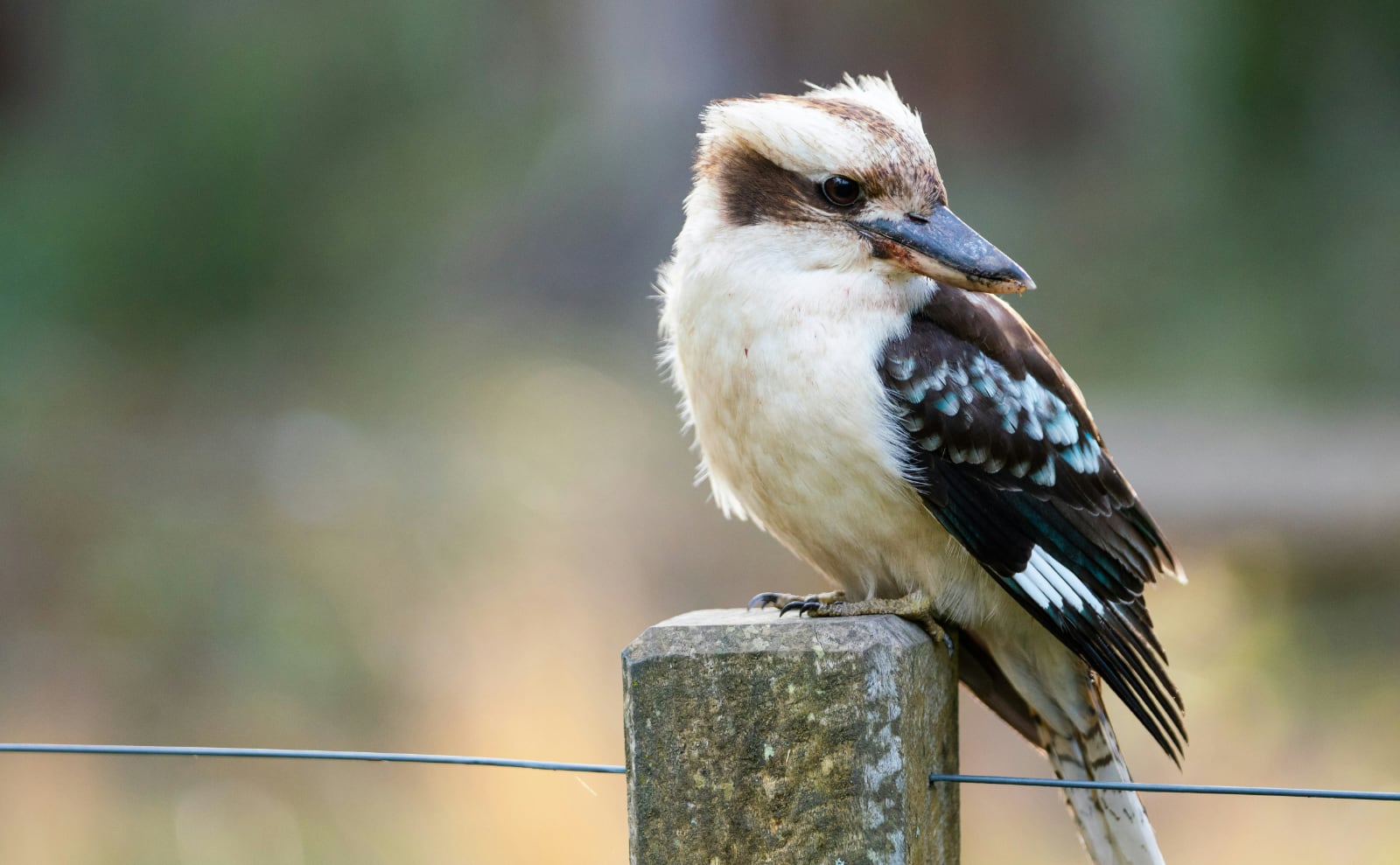 small brown and white bird