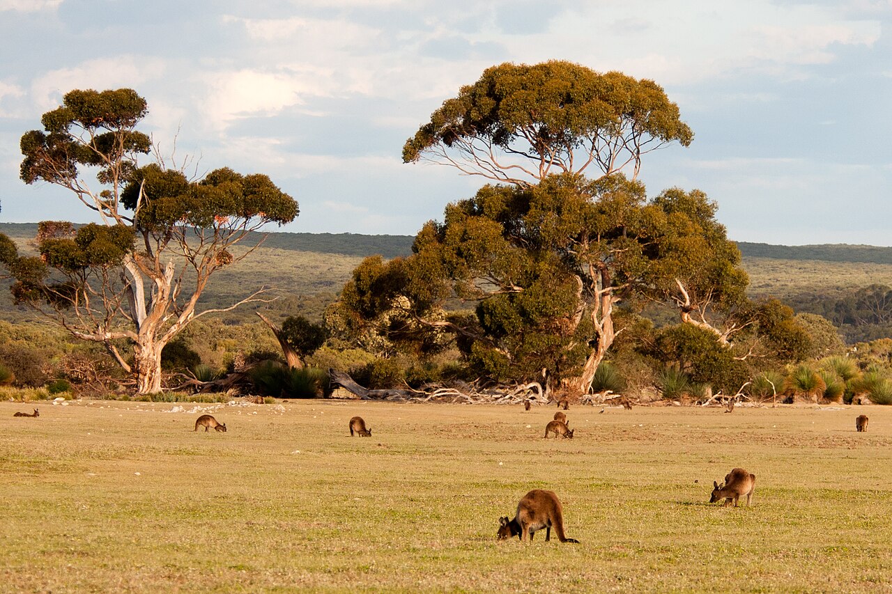 an open plain with trees and many kangaroos