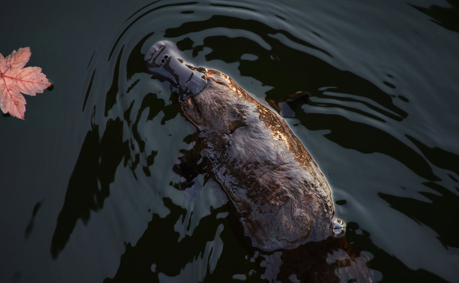 a platypus swimming in the water