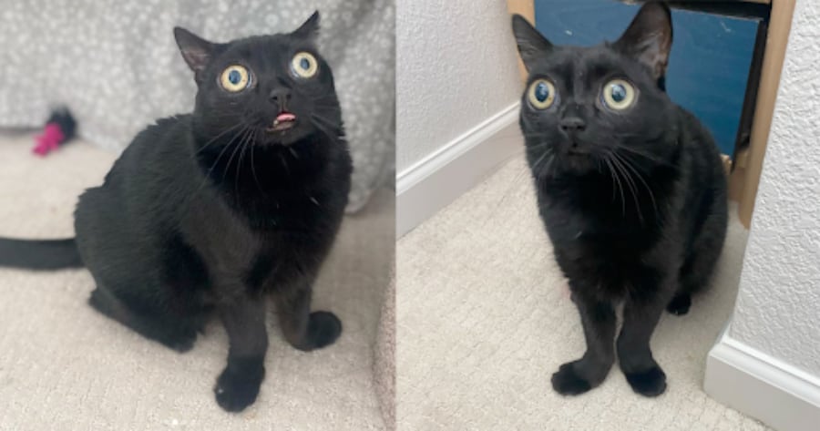 black cat
