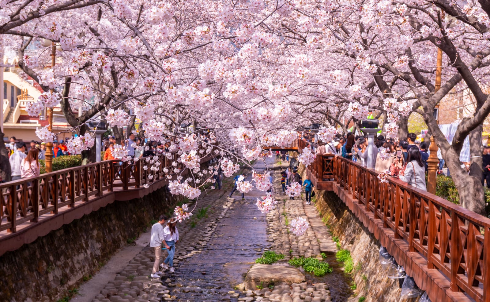 a narrow allow with an arch made of pink cherry blossom trees
